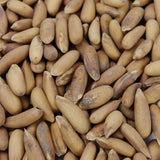 Golden Chilgoza (Pine Nuts) – Agha Dry Fruit
