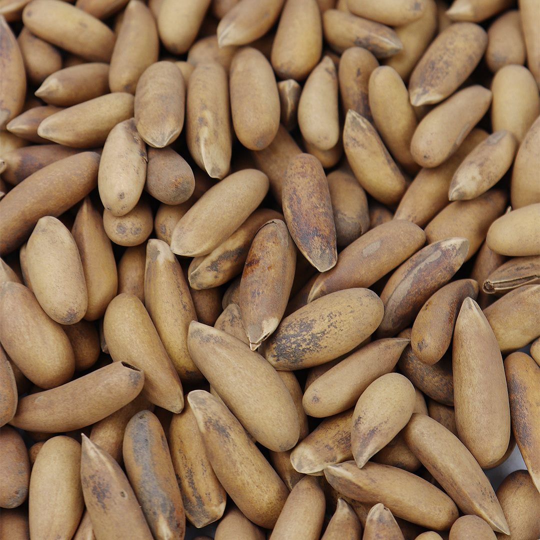 Golden Chilgoza (Pine Nuts) – Agha Dry Fruit